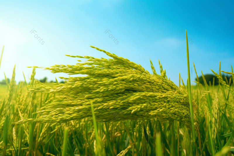 绿色水稻丰收时节户外摄影农村摄影,高清,摄影图,摄影图片,图片大全,摄影图免费下载